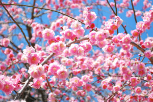 ume