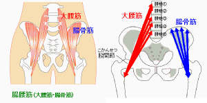 腸腰筋