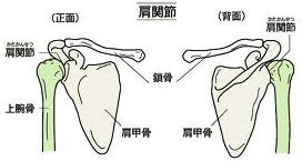 肩甲骨1