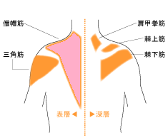 背中筋肉