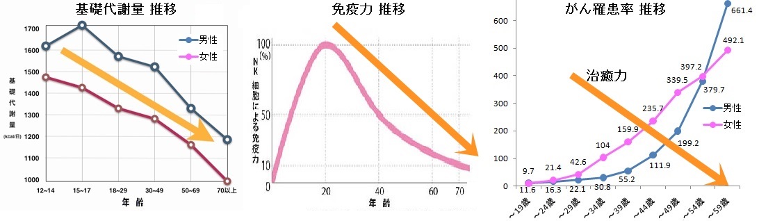 代謝・免疫・治癒 年齢推移