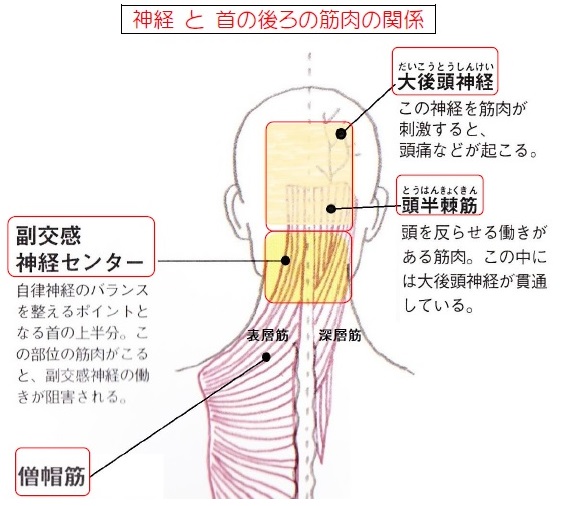 首 の 後ろ 冷やす 自律 神経